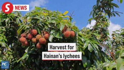 Hainan's lychees sweeten overseas markets