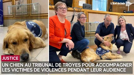 Un chien au tribunal de Troyes pour accompagner les victimes de violences pendant leur audience