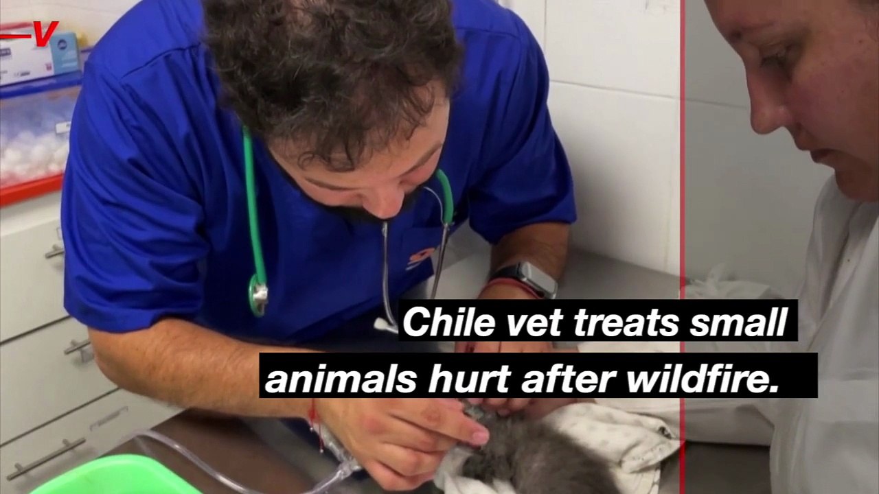 Check Out These Amazing Four-Legged Survivors in Chile