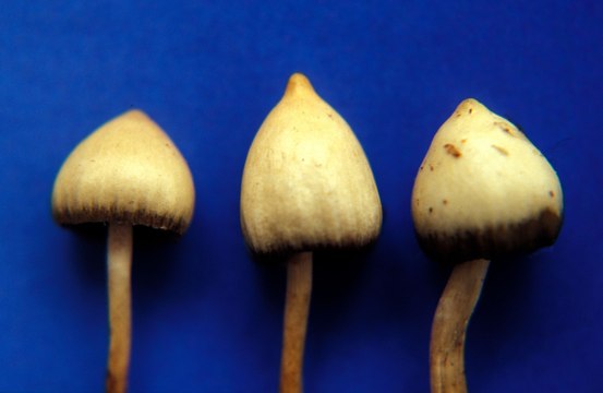 A holiday weekend adventure in the Adirondack High Peaks turned into a bizarre rescue mission involving a false death report and hallucinogenic mushrooms