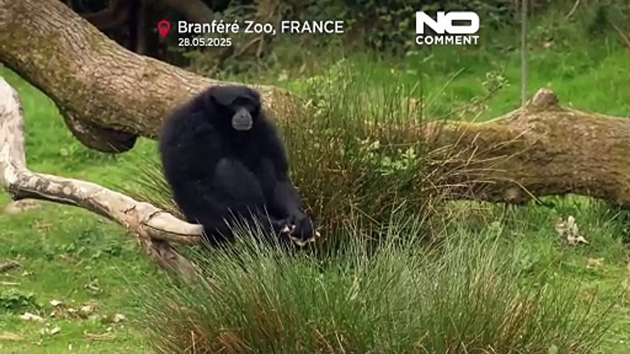 Au zoo de Branféré, une étude observe l'impact de la musique sur les animaux