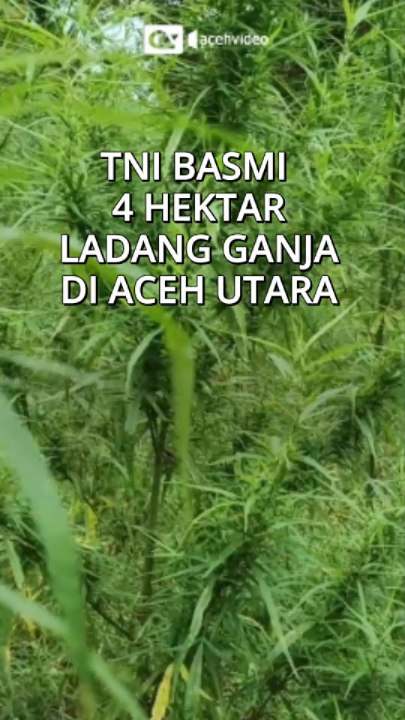 TNI basmi ladang ganja di Aceh Utara