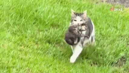 Herrchen sieht seine Katze mit etwas im Maul durch den Garten laufen: Diese Szene lässt jeden dahinschmelzen (Video)