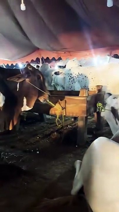 big bull in mandi