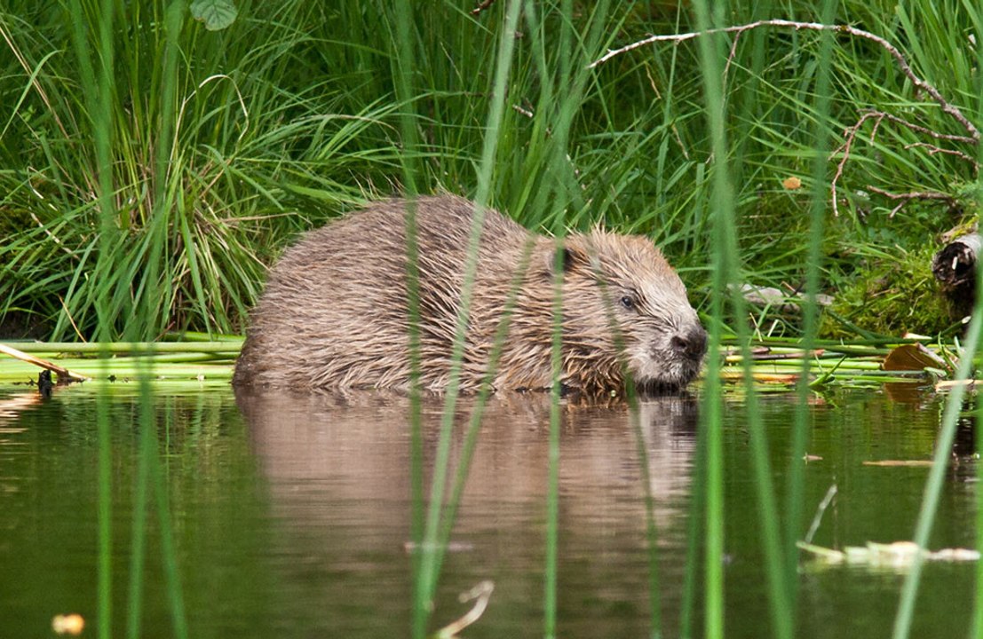 A family of beavers has pulled off an engineering feat that’s saved Czech taxpayers over £1 million by building dams