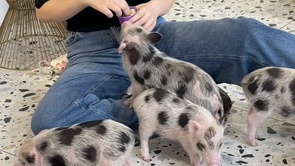 Kyiv piglet cafe provides rare moment of calm for residents under Russia’s bombardment