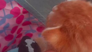 kitten food time🐈 offical video