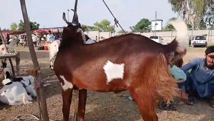 Rawat Market/Desi Goats in Huge Height and Weight/Full of meat/Quality