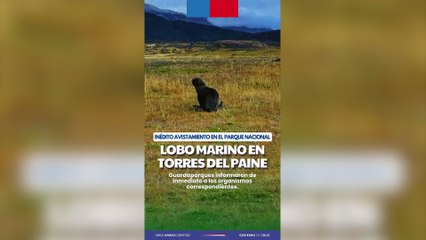 Aparece a 50 kilómetros de la costa en Chile un animal marino