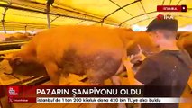 İstanbul'da kurban pazarının şampiyonu dana, 420 bin liraya satıldı