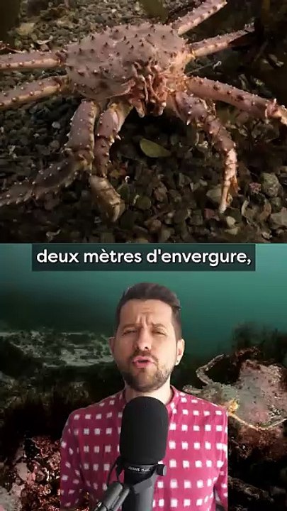 Les crabes venus de l'Est !