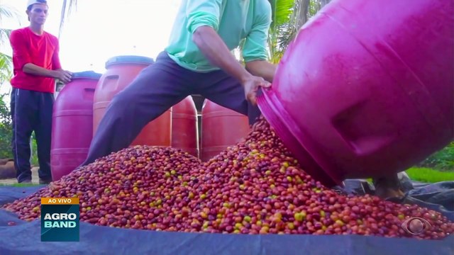 Giro Brasil: cafés amazônicos, transplante de animais, empregos na agropecuária