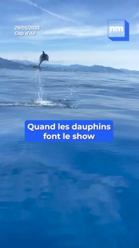 Cap d'Ail : ces images folles de dauphins rencontrés au large