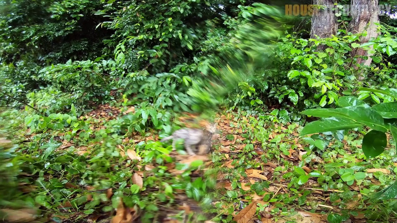 Collect Cats Under Raining Storm Build House for Cat Shelter_1080p