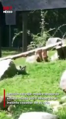 El amor de madre va más allá en la naturaleza 🐾💛 Esta leopardo finge huir para que su pequeño cachorro empiece a desarrollar sus habilidades de caza.