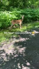 Scared Person Encounters Deer Staring at Them