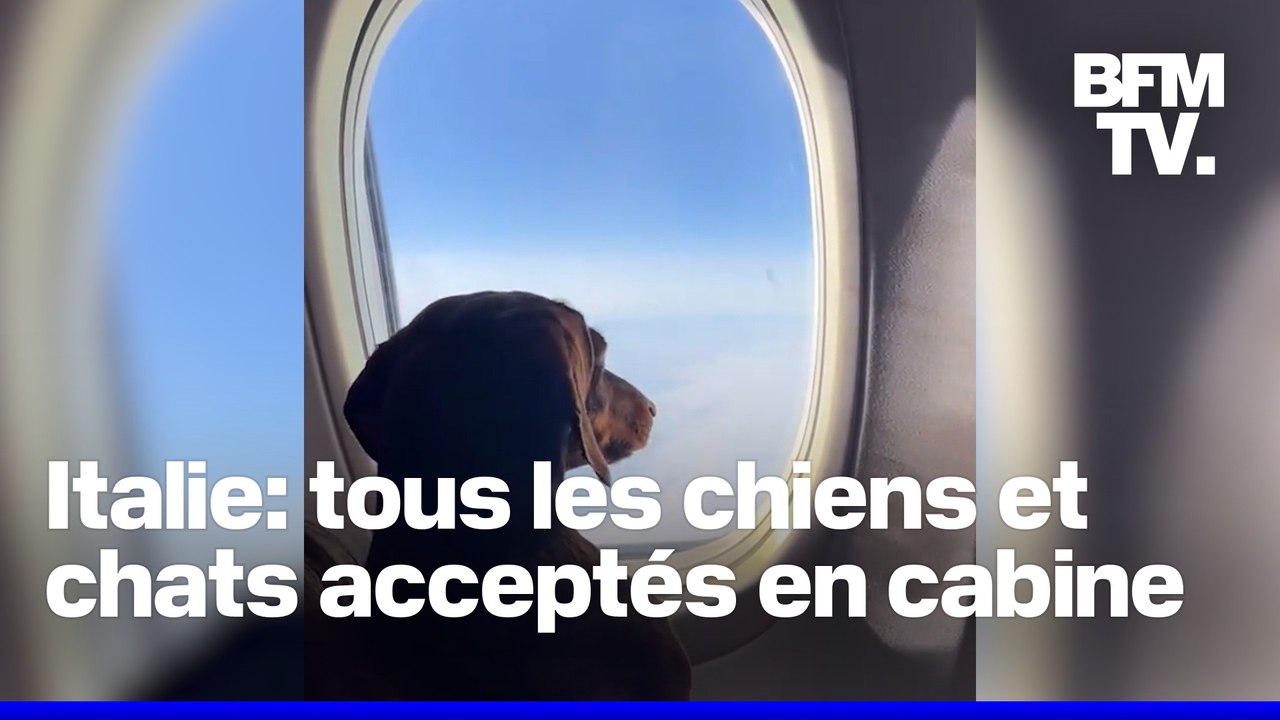 Italie: les chiens et chats ne seront plus obligés de voyager en soute