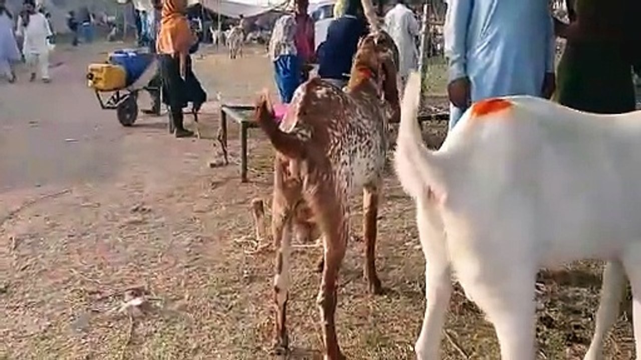 Rawat Mandi/Rajanpuri/Beetal/Gulabi/Male Goats/Rajanpuri Ablak/ Gulabi Bakry