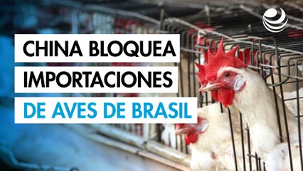 China prohíbe en todo el país las importaciones de aves de corral brasileñas