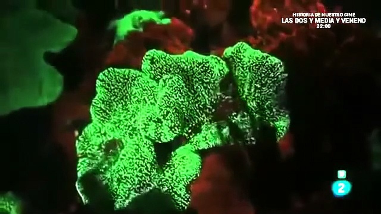 Bioluminiscencia Submarina