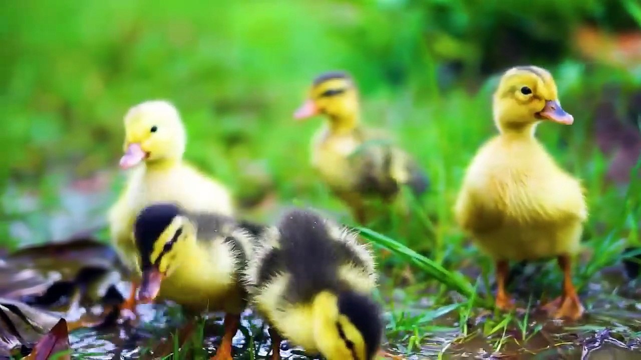 Kittens playing on the grass with animals_ Dogs, rabbits, cows, mice - Cats meow