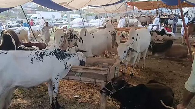 Fatehjangi Bulls/Rawat Mandi/Reasonable prices/Healthy Animals/Qurbani Animals/Qurbani Bulls