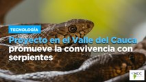 Proyecto en el Valle del Cauca promueve la convivencia con serpientes