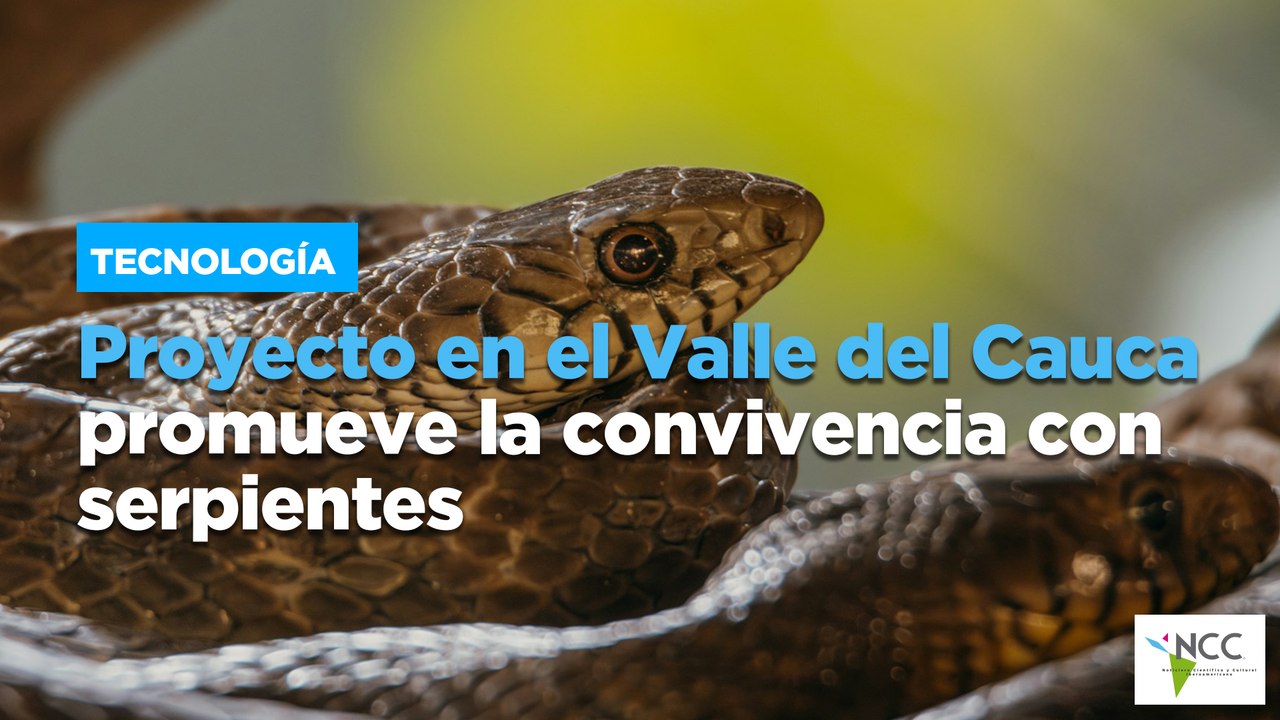 Proyecto en el Valle del Cauca promueve la convivencia con serpientes