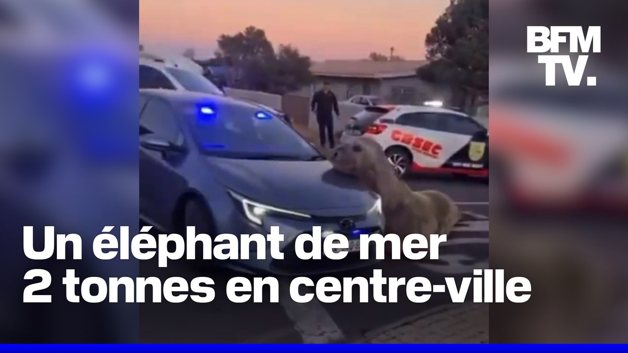 Un éléphant de mer aperçu dans les rues de Cap Town en Afrique du Sud