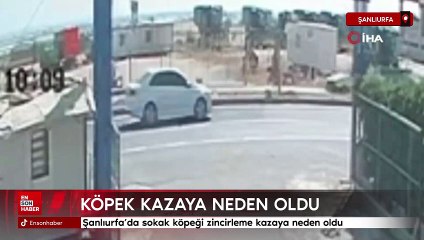 Şanlıurfa'da sokak köpeği zincirleme kazaya neden oldu