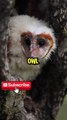 The Silent Genius of the Skies – Meet the Owl!