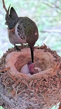 BEAUTIFUL BABY HUMMINGBIRD CHICKS 1ST FEEDING #babyhummingbirds #hummingbirdnest #hummingbirds #nest