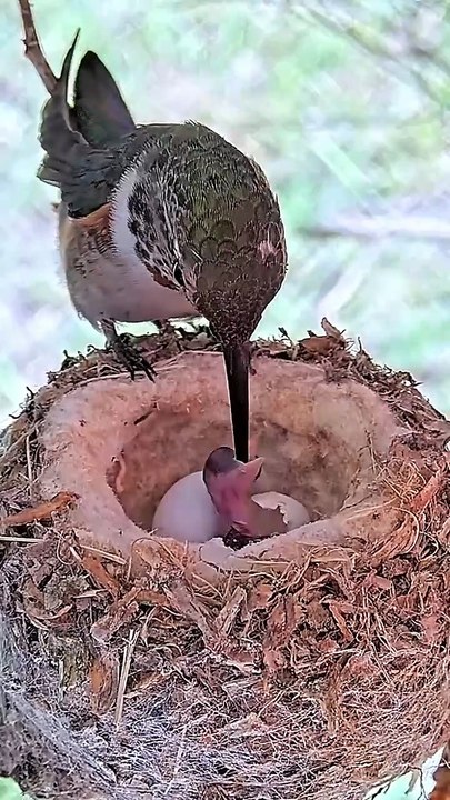 BEAUTIFUL BABY HUMMINGBIRD CHICKS 1ST FEEDING #babyhummingbirds #hummingbirdnest #hummingbirds #nest