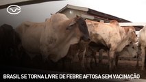 Brasil se torna livre de febre aftosa sem vacinação