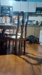 Guaxinim é flagrado roubando biscoitos no armário