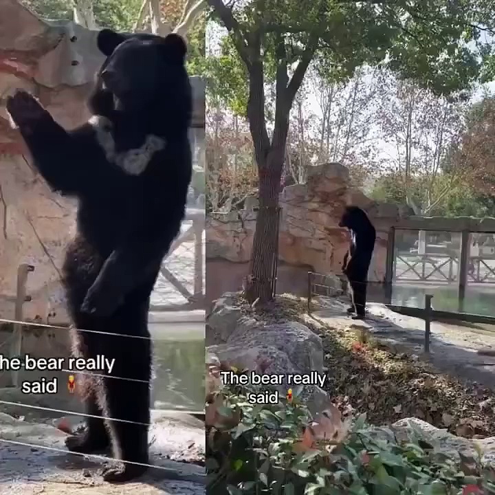 Bear standing upright and waving