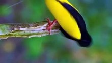 All video about birds life and hunting birds etc