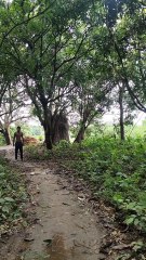 আম পড়ছে আম পড়ছে। #আম #পড়ছে #mango