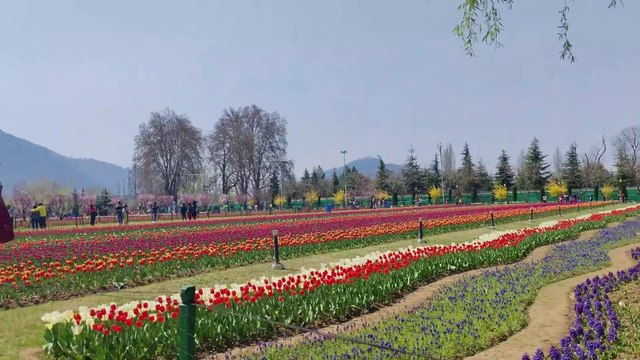 Asia’s largest🌷Tulip Garden, Kashmir 🇮🇳 4K Nagesh Thakur