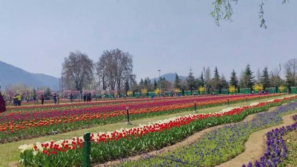 Asia’s largest🌷Tulip Garden, Kashmir 🇮🇳 4K Nagesh Thakur