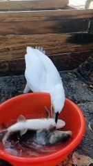 incredibil cati pesti poate sa inghita un cormoran