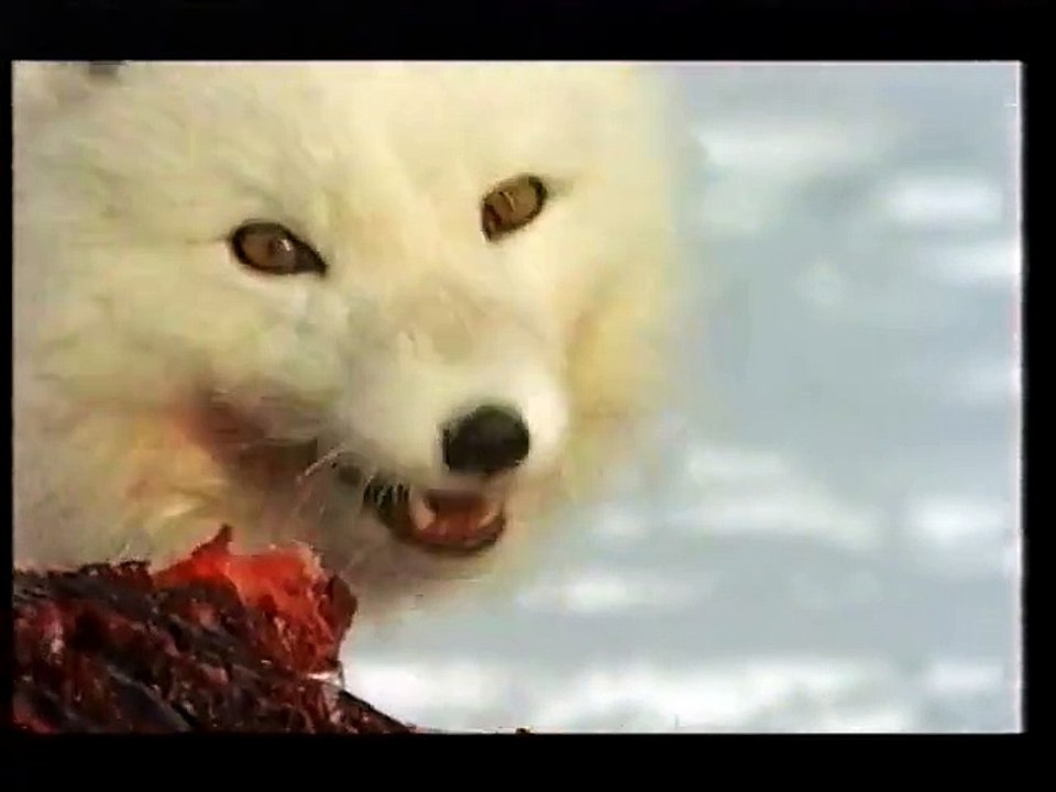 Polar Bear-The Arctic Warrior