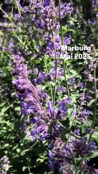 Marburg Mai 2025 Folge 02