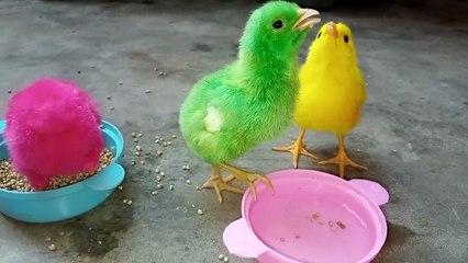 Cute baby chicks 🐥🐣