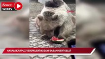 Akşam karpuz verdikleri bozayı sabah geri geldi