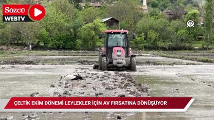 Çeltik ekim dönemi leylekler için av fırsatına dönüşüyor