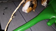 hay attack 20250225_215214