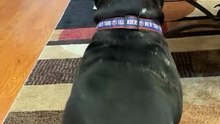 Dancing Dog Steals the Show! / Câine Dansator – Show Total! 🕺🐕🎶