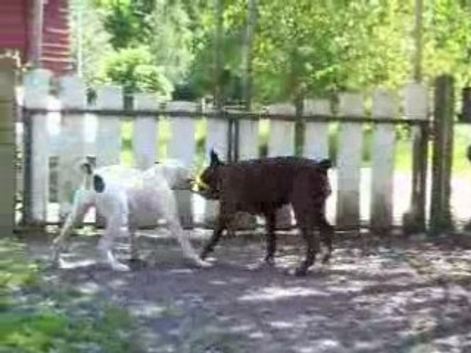 Lus jardin 2008