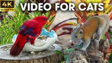 Video for Cats to Watch – Mesmerizing Birds in the Forest - CatTV Central